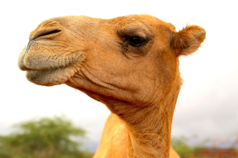 Camel-Burao-Somaliland