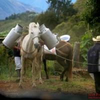 Colombian-Milk-Horse