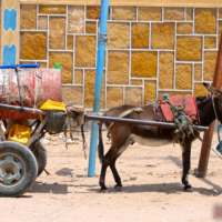 Water-Donkey-Hargeisa-Somaliland
